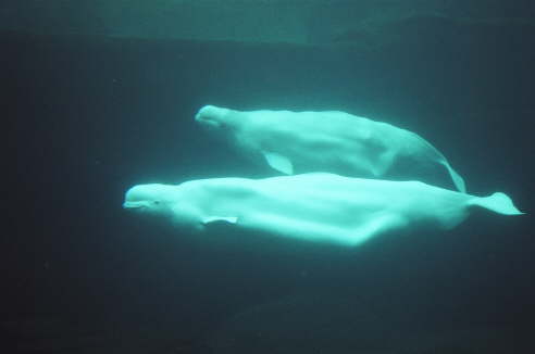 Belugas im Vancouver Aquarium