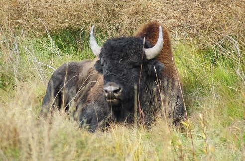 Bffel am Alaska Highway